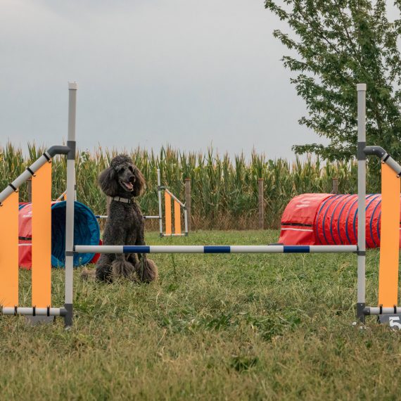 addestramento cani bergamo educazione agility dog bergamo