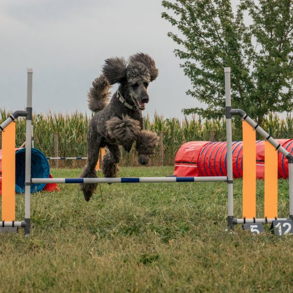 addestramento cani bergamo educazione agility dog bergamo
