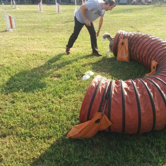 educazione cinofila bergamo