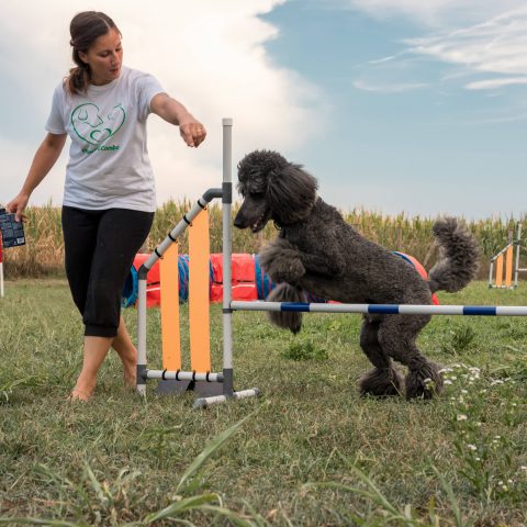 corsi di agility dog educazione cinofila bergamo