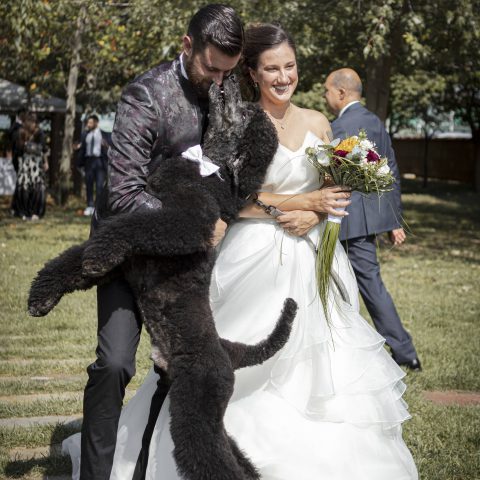 dog sitter per matrimoni bergamo