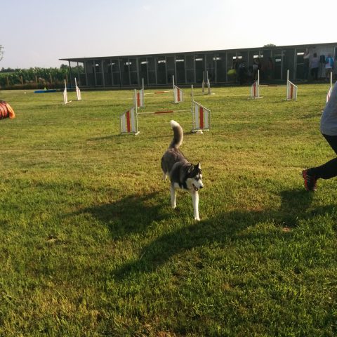 corsi di agility dog educazione cinofila bergamo
