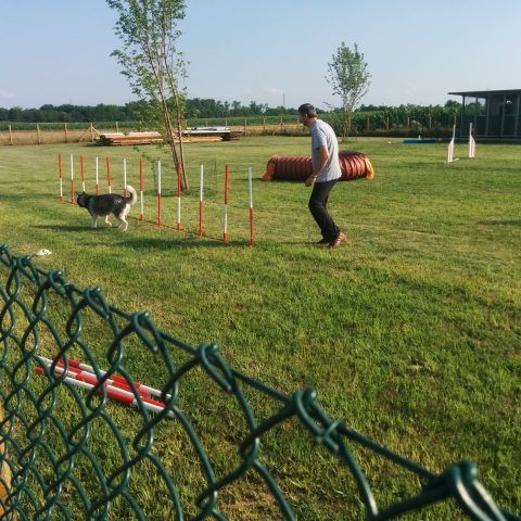 corsi di agility dog educazione cinofila bergamo