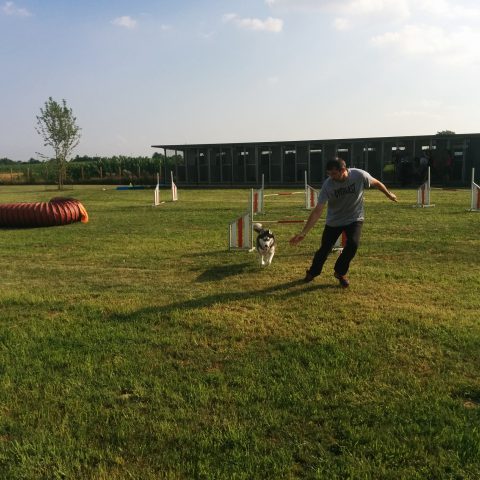 corsi di agility dog educazione cinofila bergamo