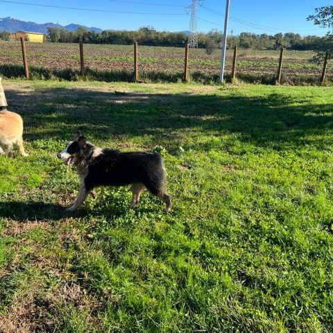 Pensione per cani e gatti a bergamo