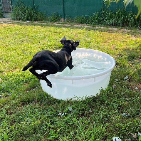 Pensione per cani e gatti a bergamo