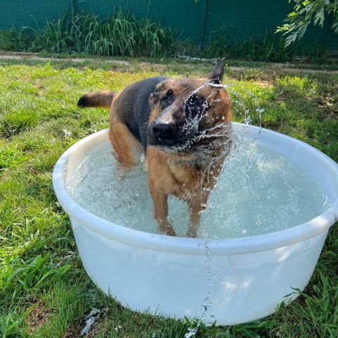 Pensione per cani e gatti a bergamo