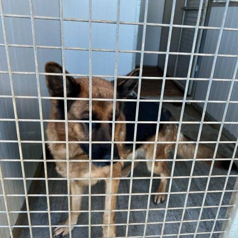 Pensione per cani e gatti a bergamo