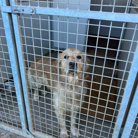 Pensione per cani e gatti a bergamo