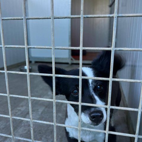 Pensione per cani e gatti a bergamo