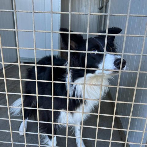 Pensione per cani e gatti a bergamo