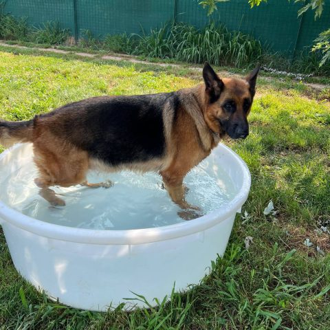 Pensione per cani e gatti a bergamo