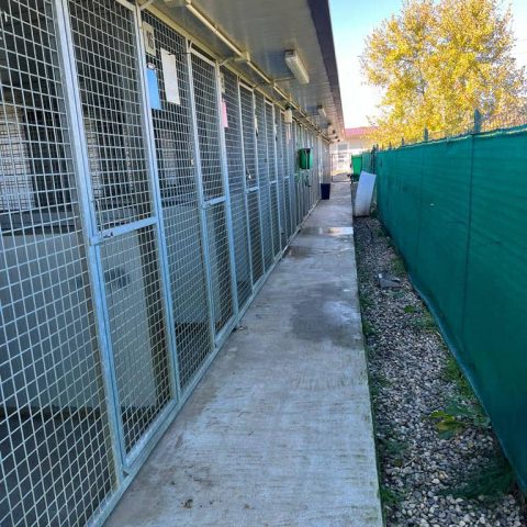 Pensione per cani e gatti a bergamo