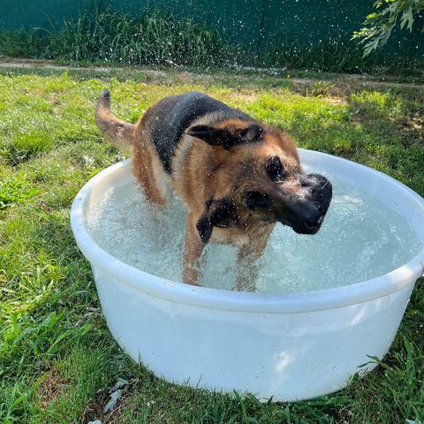Pensione per cani e gatti a bergamo