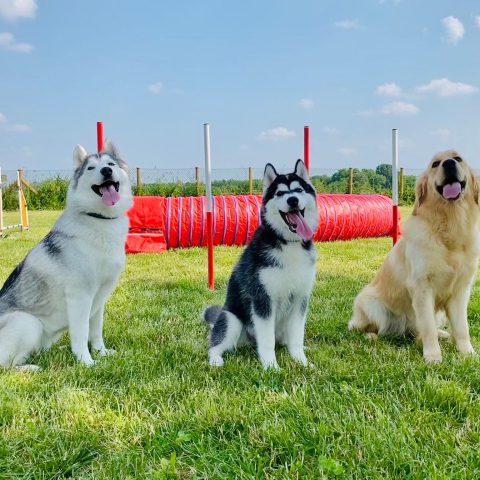corsi di agility dog educazione cinofila bergamo