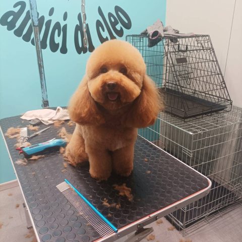 Toelettatura e pensione per animali a bergamo