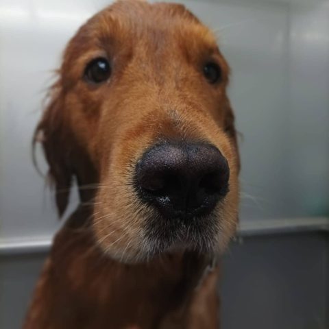 Toelettatura e pensione per animali a bergamo