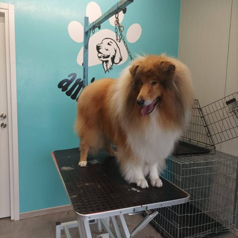 Toelettatura e pensione per animali a bergamo