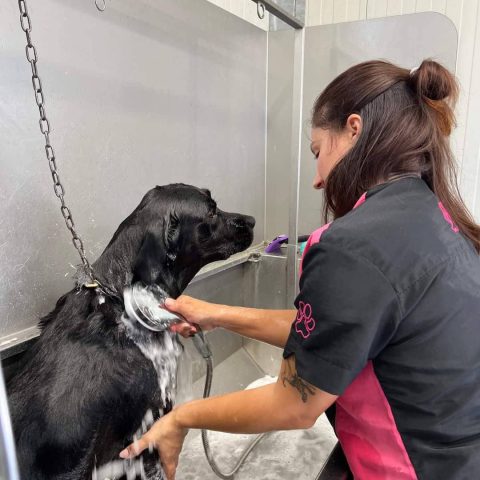 Toelettatura e pensione per animali a bergamo