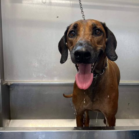 Toelettatura e pensione per animali a bergamo