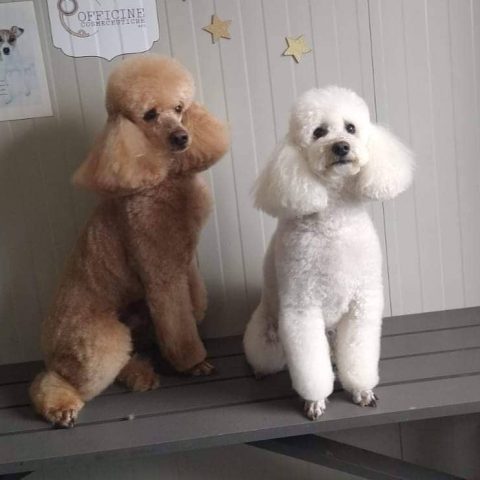 Toelettatura e pensione per animali a bergamo