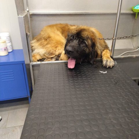 Toelettatura e pensione per animali a bergamo