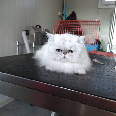 Toelettatura e pensione per animali a bergamo