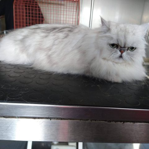 Toelettatura e pensione per animali a bergamo